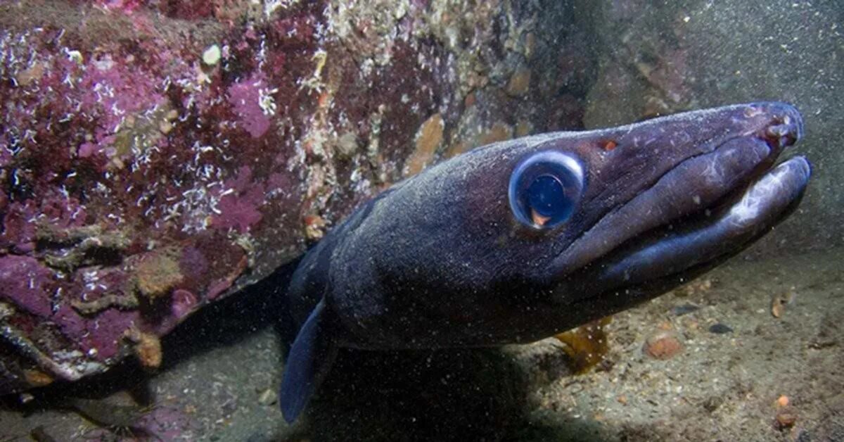 Морской угорь (Conger conger) фото, тело зубы плавники окраска размеры распростр