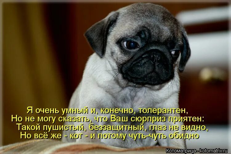 Гг очень умный. Я очень умный. ты очень умная. очень умные картинки. умный очень умный.