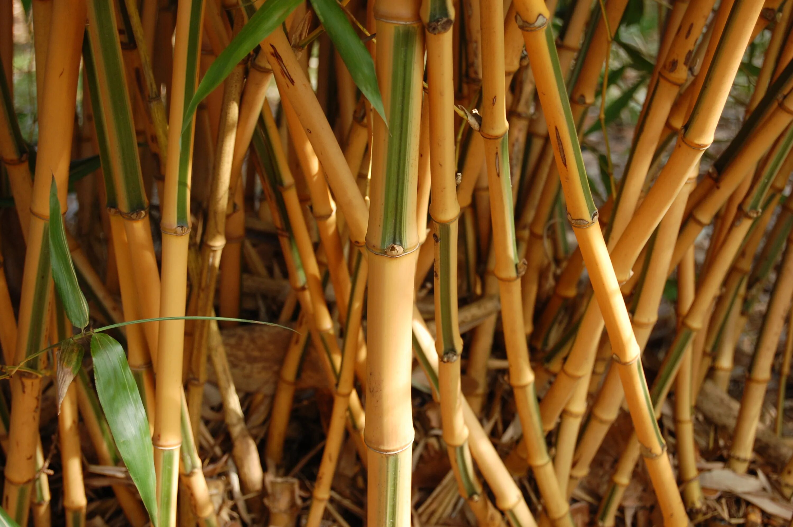 Бамбук Филлостахис. Листоколосник бамбуковый. Phyllostachys Aurea. Бамбук зимостойкий Phyllostachys Aurea. Рост бамбука за сутки