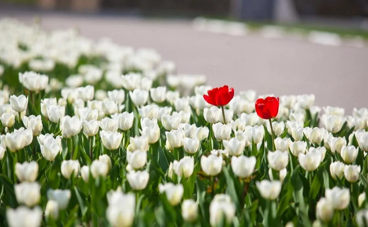 90 Тюльпанов. Городские цветы. Тюльпаны 90 градусов. В Нижнем Новгороде расцвели тюльпаны.