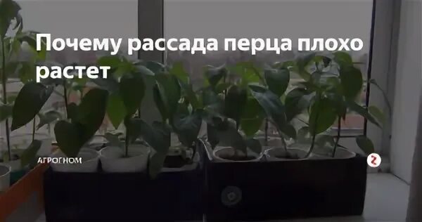 Почему плохой перец