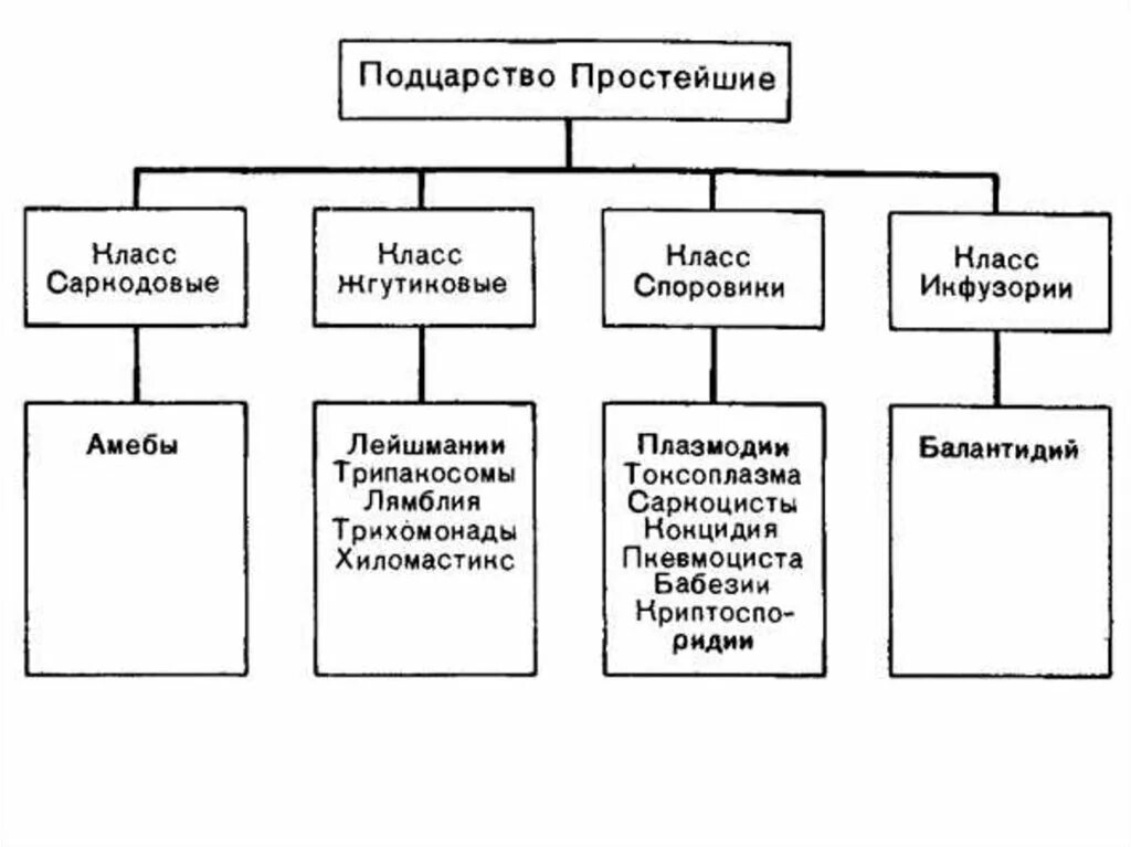 Подцарство одноклеточные классификация. Систематика простейших схема. Классификация простейших паразитов человека. Классификация простейших 7 класс биология.