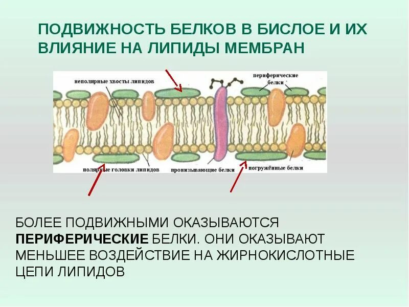 Плазматическая мембрана липидный бислой. Белки в бислое. Подвижность мембранных белков. Белки адгезии. Перемещение полуинтегральных белков.