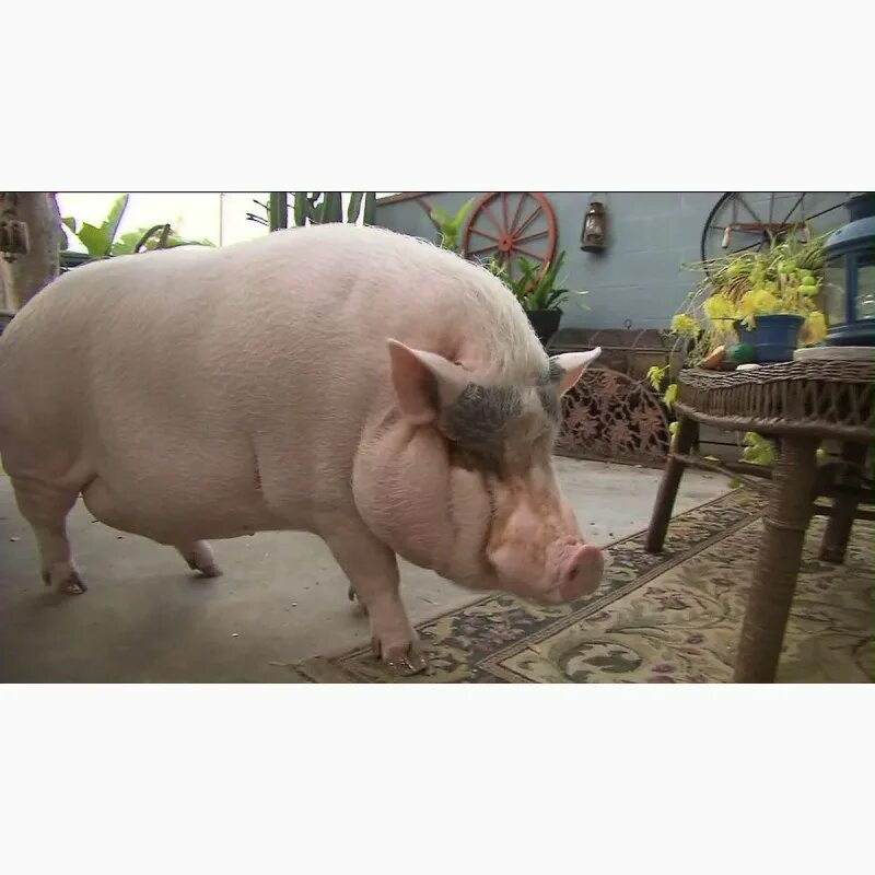 Цена свинины живым весом. Что любят свиньи.