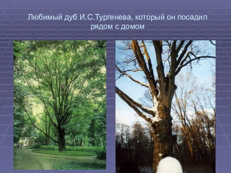 Спасское-Лутовиново дуб Тургенева рухнул. Тургенев дуб. Дуб Тургенева в Спасское Лутовиново упал. Тургенев Спасское Лутовиново дуб. Дуб тургенева