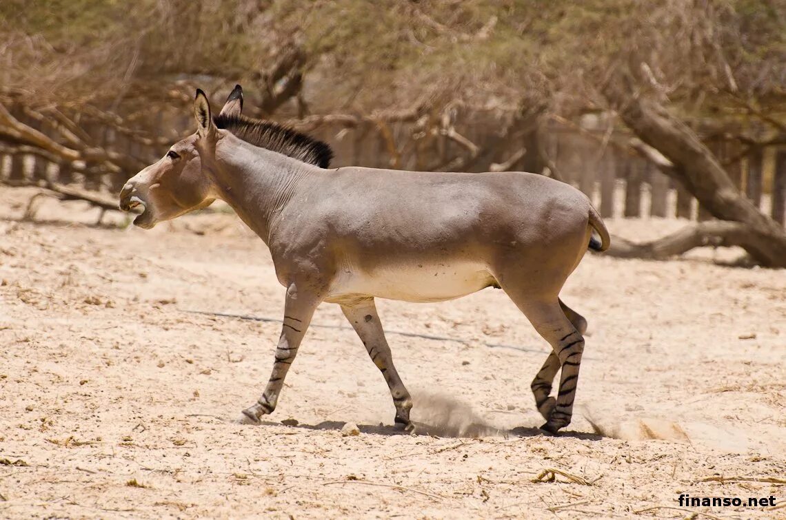 Дикий осел обитающий в азии. Дикий осел обитающий в азии. Сомалийский дикий осел. Дикий осел обитающий в азии. Дикий осел обитающий в азии.