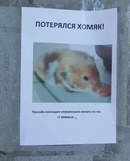 Как взять шифр в хомяке
