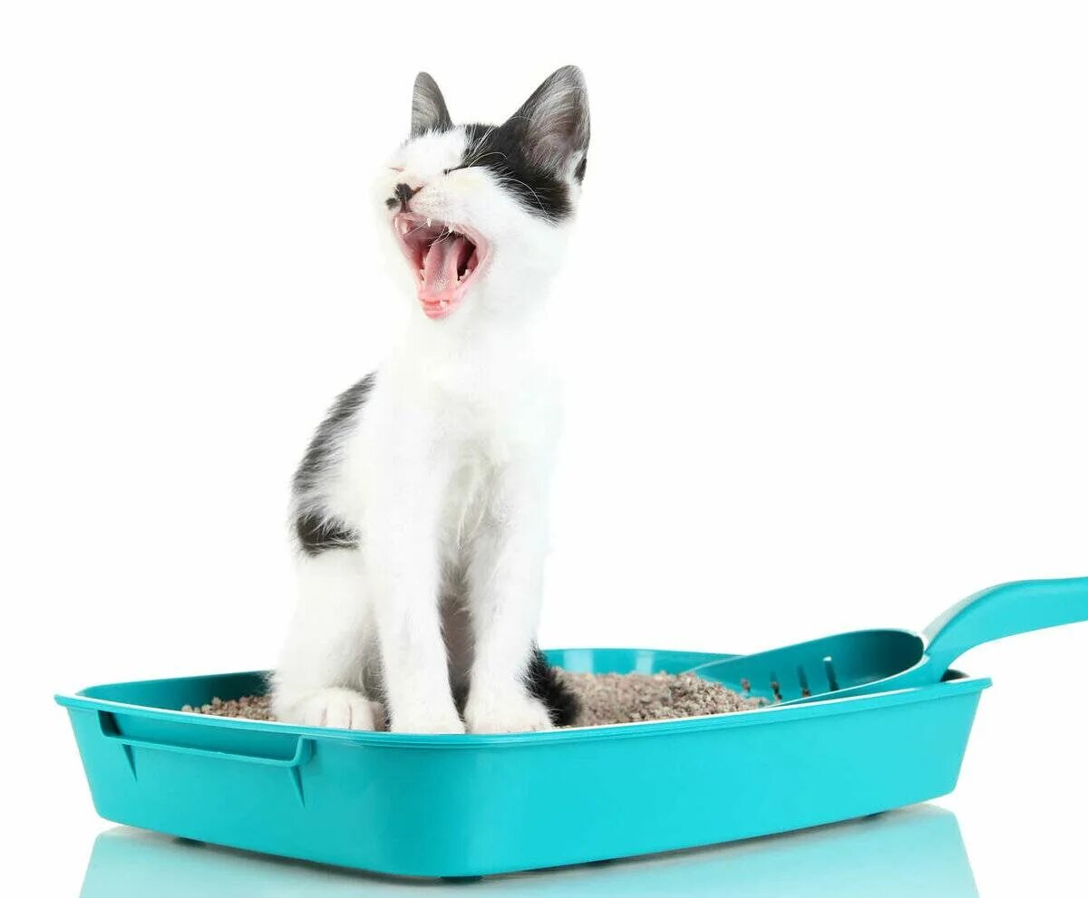Как приучить котенка к лежанке