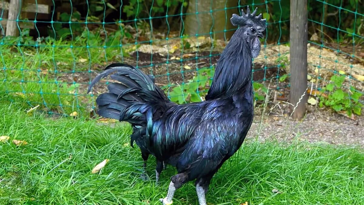 Черные куры. Курица черного цвета. Куры с черным мясом порода. Чёрная курица китайская порода.