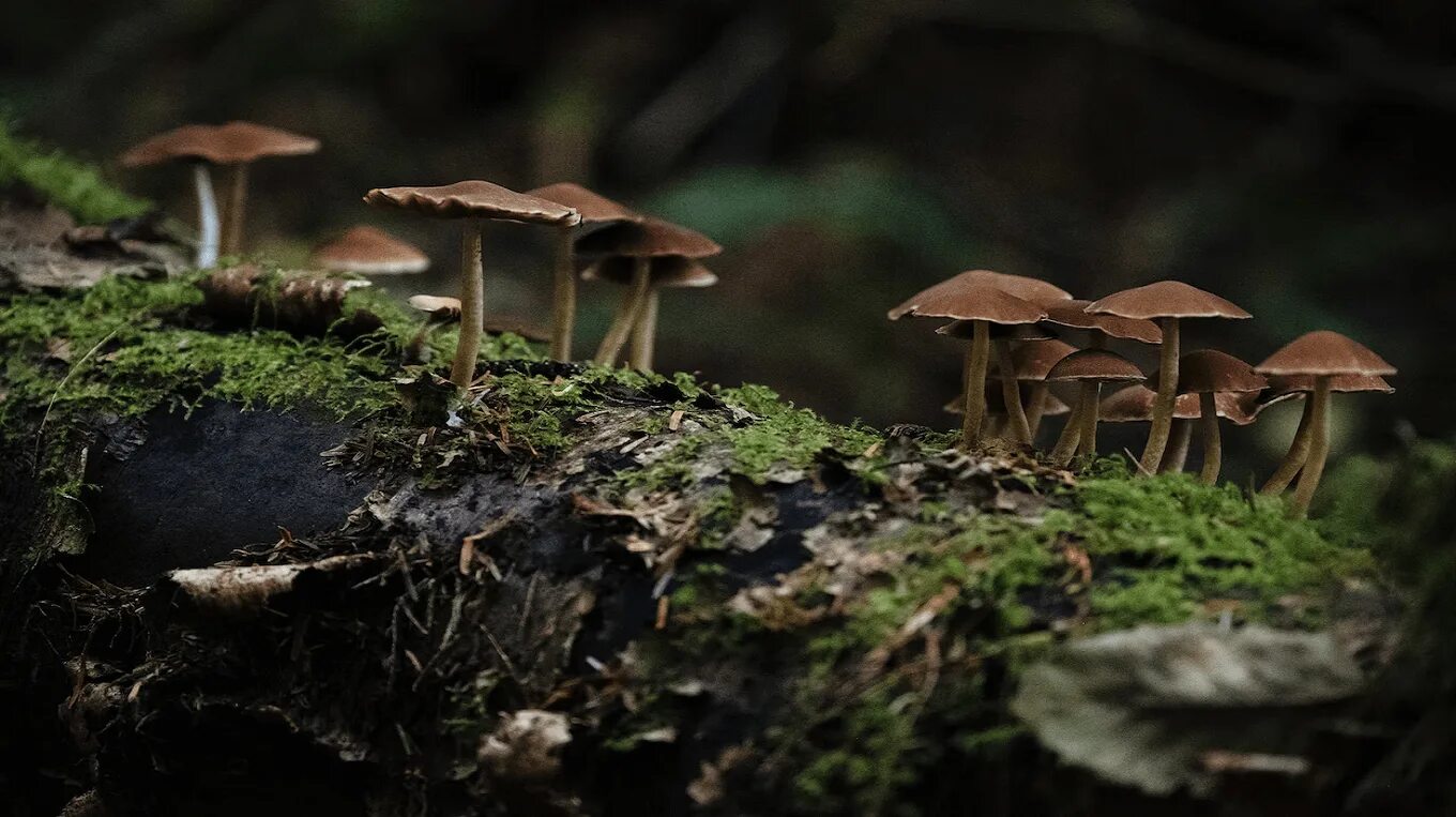 Грибон. Fungi mycelium. Mycelium Mushroom. Покушанный гриб.