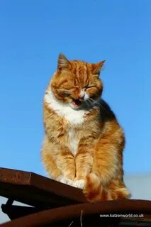 Почему кошка горячая