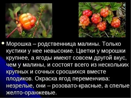 Ваенга морошка
