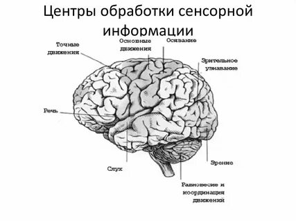 Орган отвечающий за обработку информации
