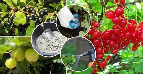 Можно ли опрыскивать смородину кусты
