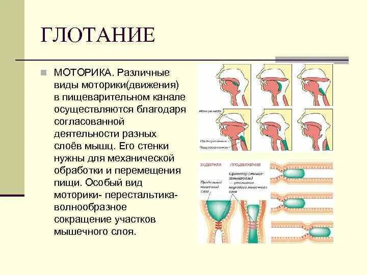 Типы моторики. Процесс глотания анатомия. Схема глотания пищи. Процесс глотания у человека. Виды моторики пищеварения системы.