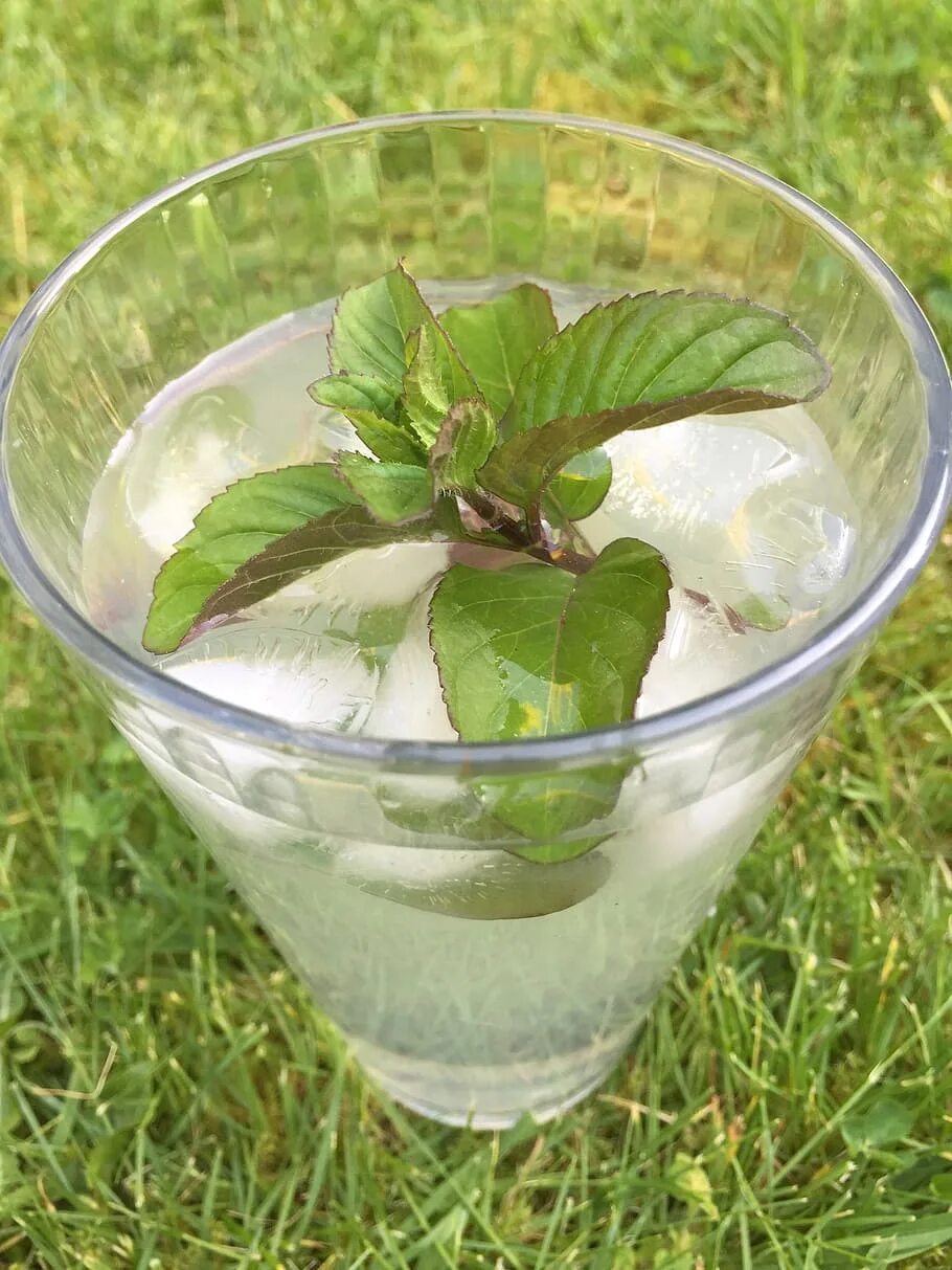 Мохито какая мята. Мохито растение. мята mojito. мохито трава.