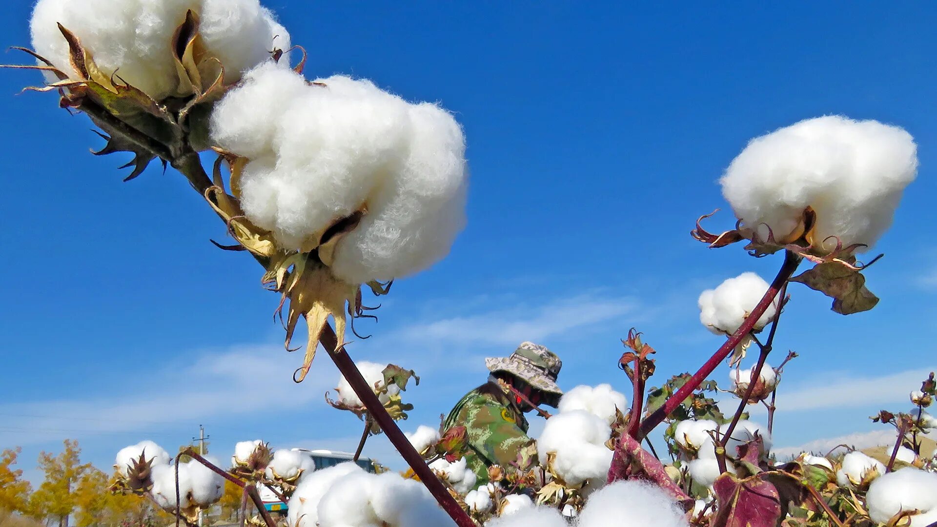 Два хлопка сегодня. Хлопок. Хлопчатник коротковолокнистый. Хлопчатник ан2. Хлопчатник ан402.