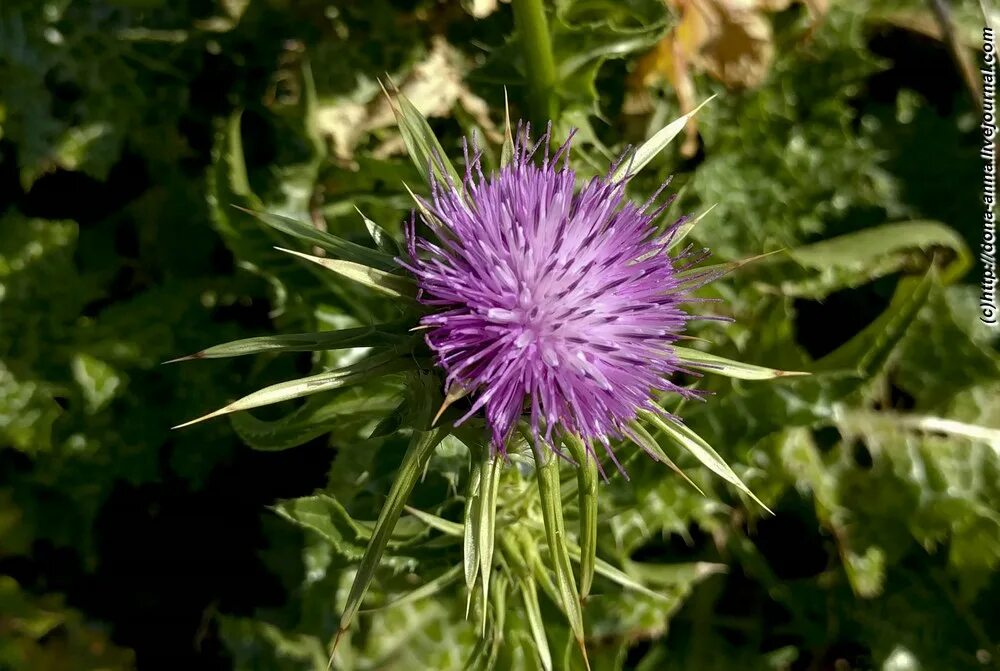 Расторопша пятнистая польза. Расторопша пятнистая (Silybum Marianum). Черноголовка расторопша. Расторопша в Крыму. Расторопша где растет в России.