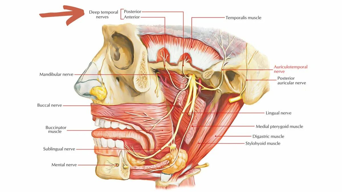 Челюстно подъязычный нерв анатомия. Нижнечелюстной тройничный нерв. Подъязычный нерв анатомия топография. Нижнечелюстной нерв тройничного нерва.