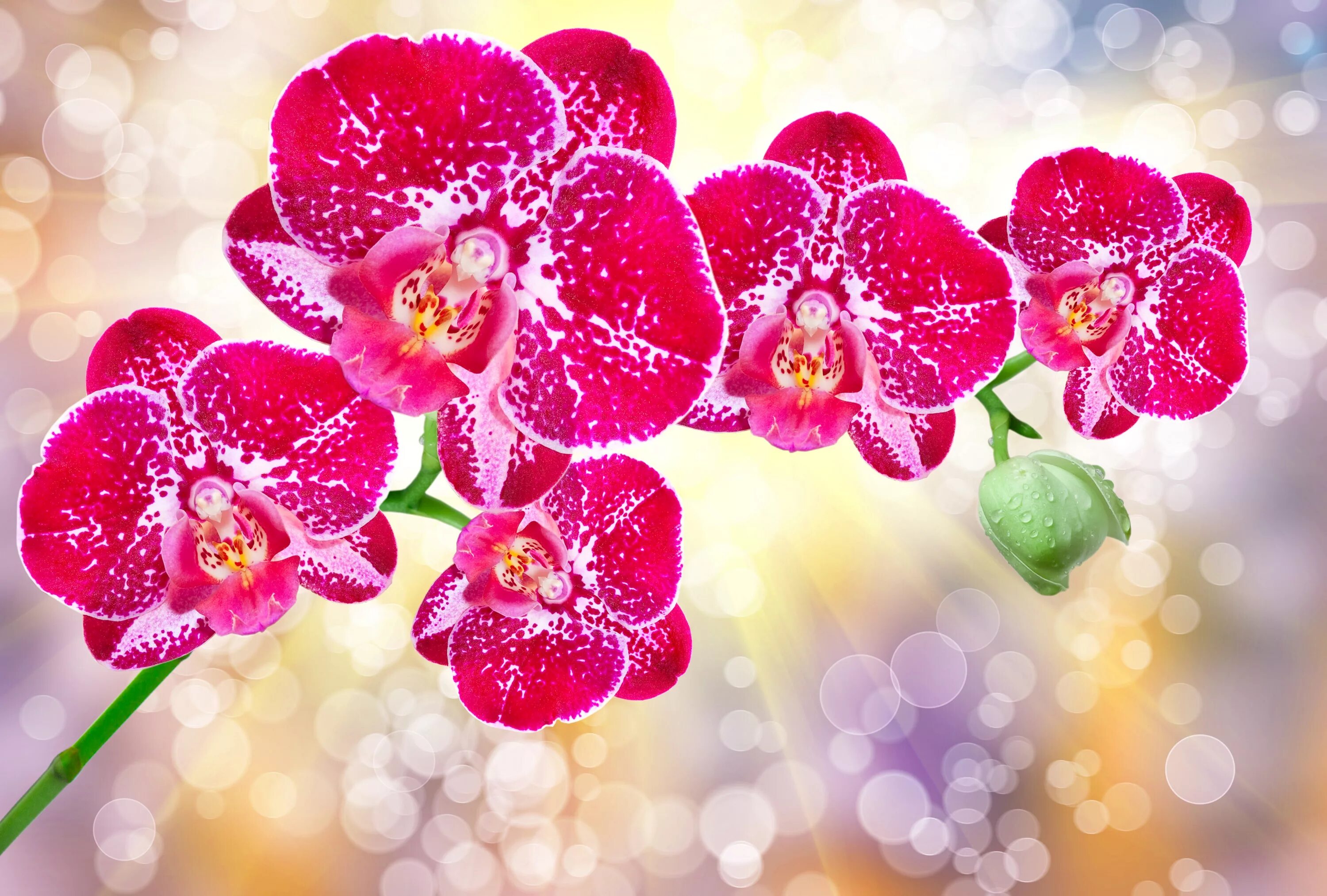 Картинки для печати высокое разрешение. Красивые цветы. Орхидеи. Цветок орхидеи. Картинки на рабочий стол цветы.