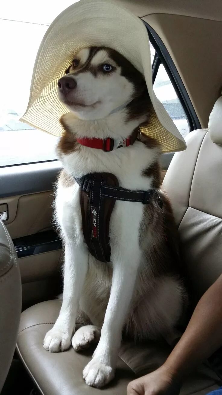 Пин от пользователя Bò Đại Nhân на доске Dogs Смешные хаски, Хаски, Сибирские ха