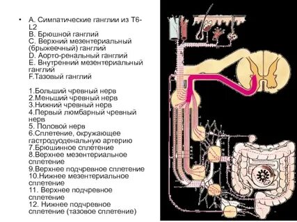 Где находятся симпатические ганглии