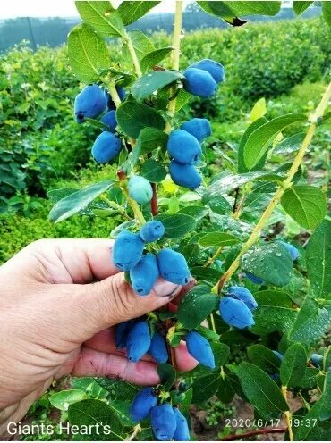 жимолость бахчисарайский великан. жимолость боксерский великан. жимолость сорт сердце гиганта. жимолость сорт великан. сердце гиганта жимолость описание.