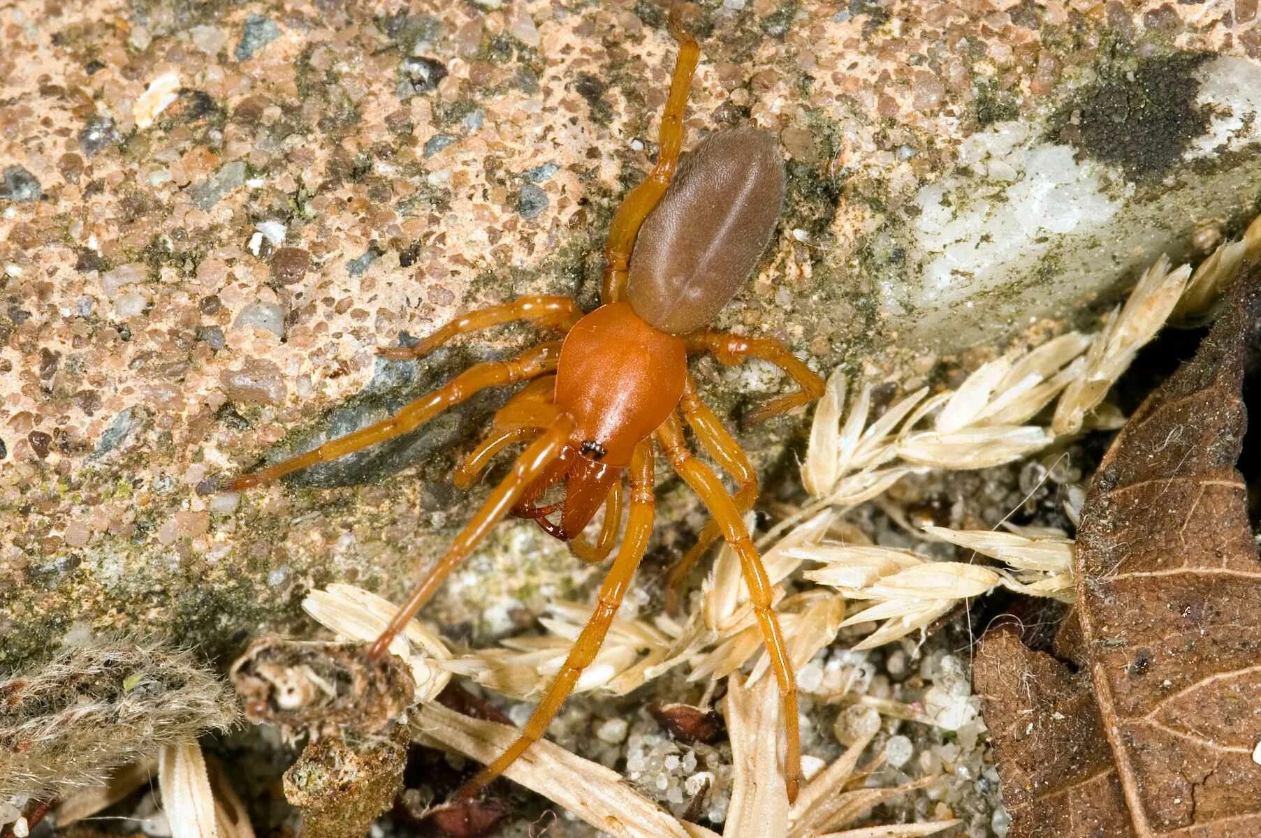 Охотник за жуками. Dysdera crocata. Dysdera crocata паук. Диздера кроката (Dysdera crocata) Dysdera. Ligia Oceanica мокрица.