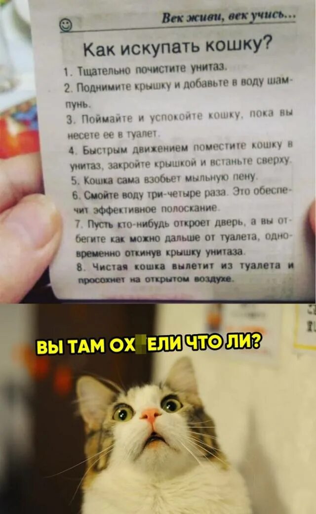 Как отмыть кошку. Как искупать кошку. помытая кошка. инструкция как искупать кота. как искупать кошку смешная инструкция.