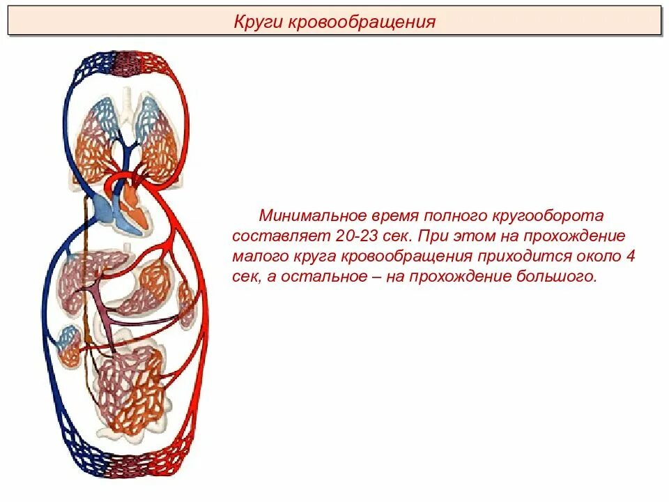 Кровеносная система биология 8 класс контрольная. Круги кровообращения Пименов. Строение кровеносной системы жирафа. Анатомия кровеносной системы ребра. Строение кровеносной системы губ.