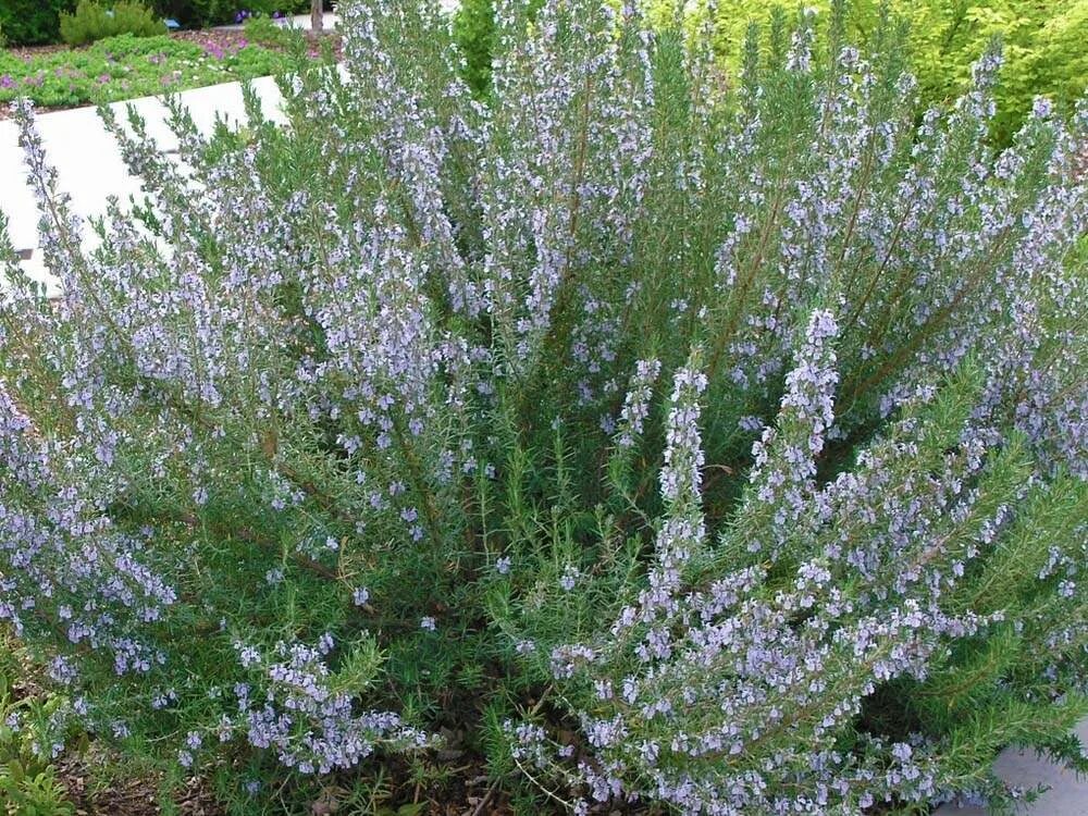 Розмарин многолетний. Розмарин лекарственный куст. Розмарин садовые многолетние. Розмарин Корсикан Блю.