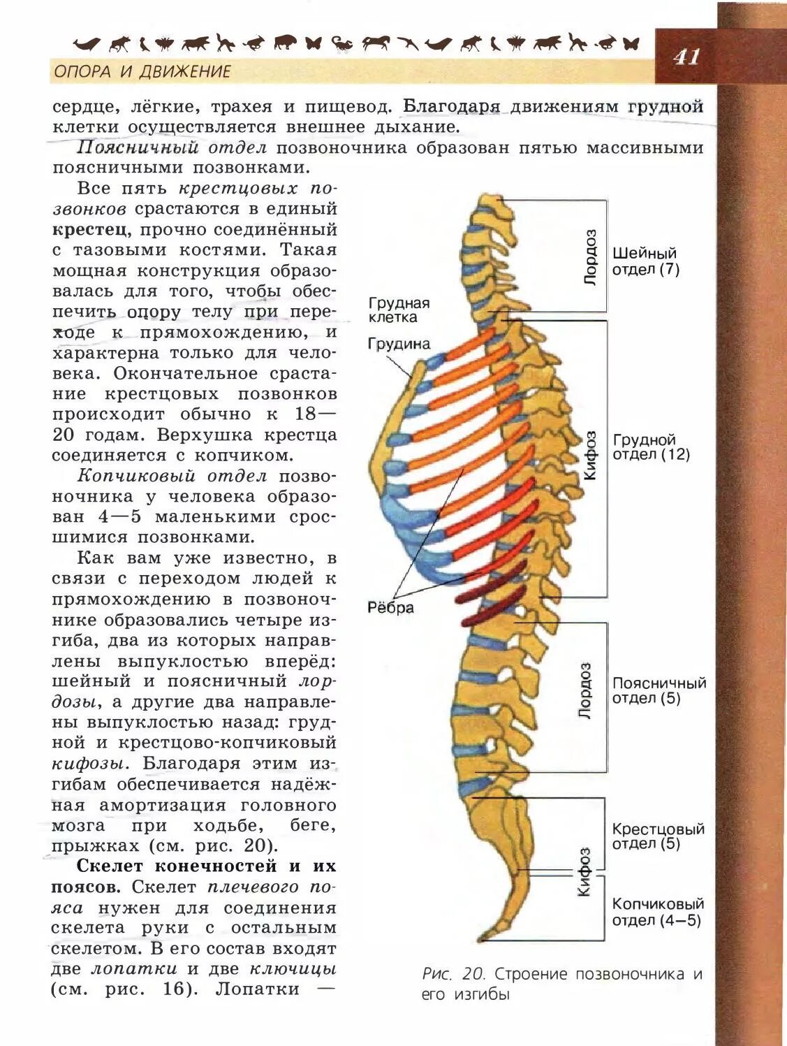 Строение позвоночника по отделам человека с расшифровкой. Строение позвонка человека с расшифровкой позвонков. Строение позвоночника 8 класс Пасечник. Строение позвоночника человека с расшифровкой строение позвоночника. Позвоночник и ребра схема.