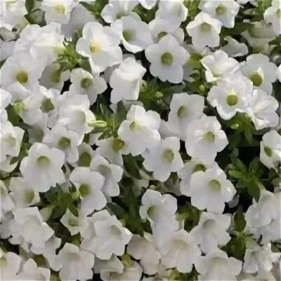 сурфиния table white. петуния ампельная вурдини.