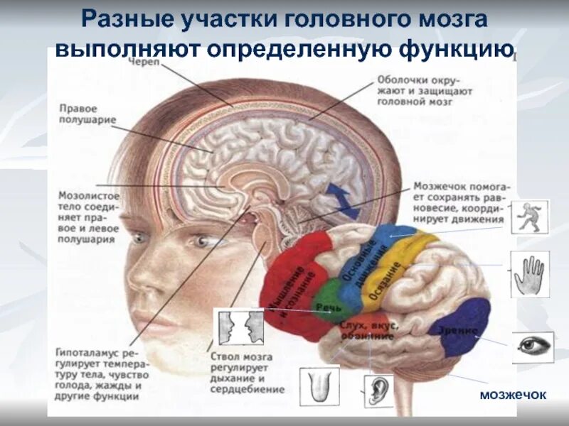 В какой части головного мозга. Участки мозга. Части головного мозга. Мозжечок в голове. Где находится мозг у человека.