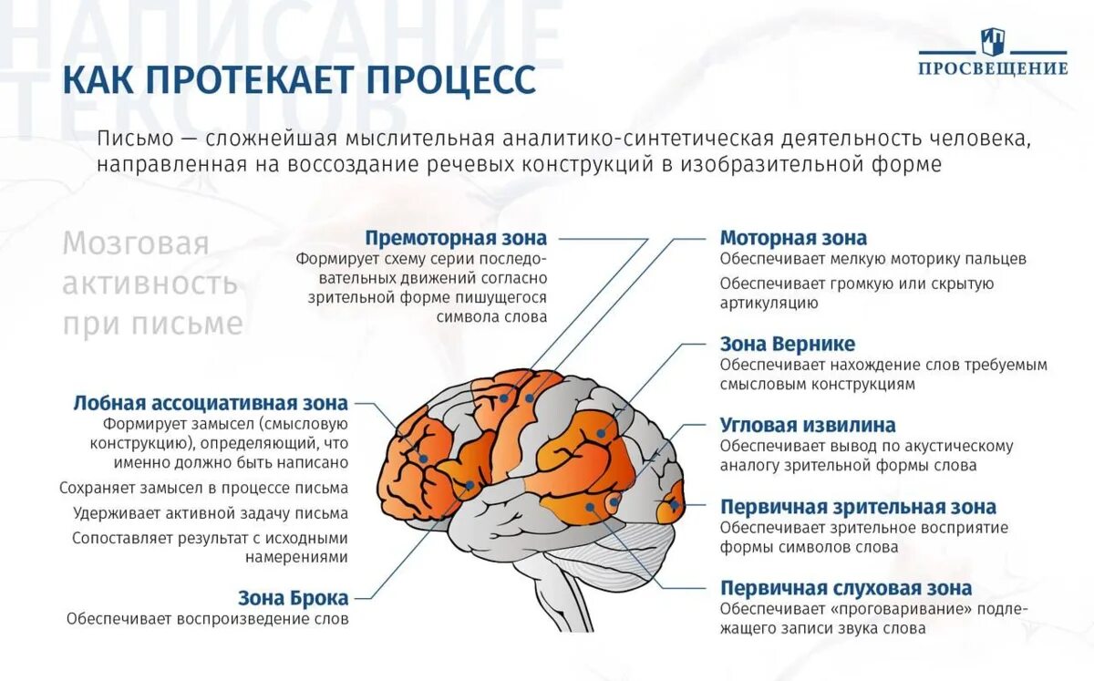Основа работы мозга. Мозговая организация процесса письма. зоны мозга задействованные при чтении. процесс письма зоны мозга. активность областей мозга.
