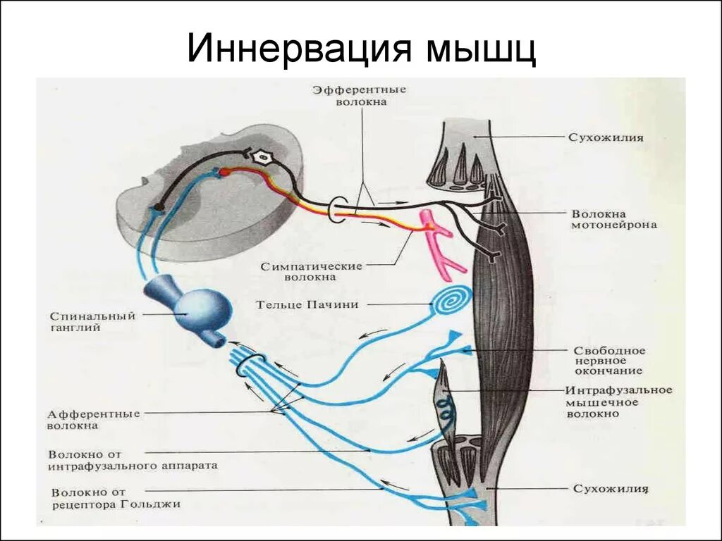 Иннервирует гладкие мышцы. Схема иннервации скелетной мышцы. Схема иннервации скелетных мышц глаза. Схема иннервации мышц речевого аппарата. Эфферентные нервы схема.