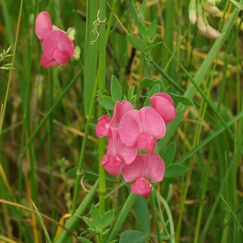 Покажи чина. Lathyrus sativus. Чина посевная. Чина Болотная Lathyrus palustris. Lathyrus sativus l.