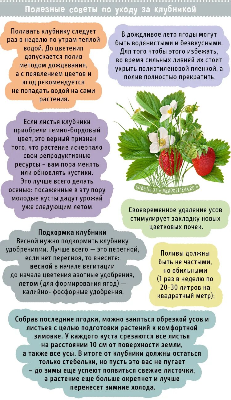 Можно ли подкормить весной клубнику аммиачной селитрой. Обработка клубники от болезней. Схема подкормки клубники. Обработка клубники весной от болезней и вредителей. Схема обработок и подкормок клубники.