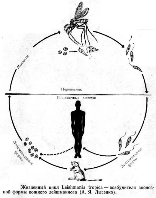 Жизненный цикл возбудителя. Жизненный цикл лейшмании схема. Схема жизненного цикла лейшмании висцеральной. Цикл развития висцерального лейшманиоза. Leishmania donovani жизненный цикл.