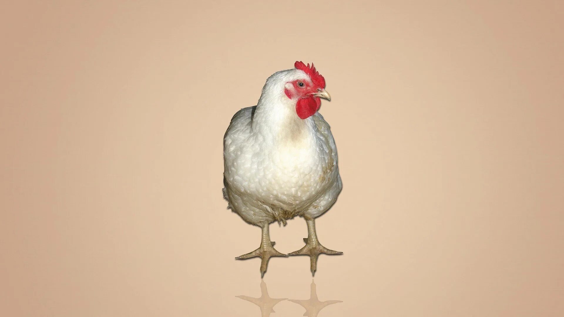 Куром обои. Курица обои. Заставка на рабочий стол курица. Фотообои курица. Куры фон.