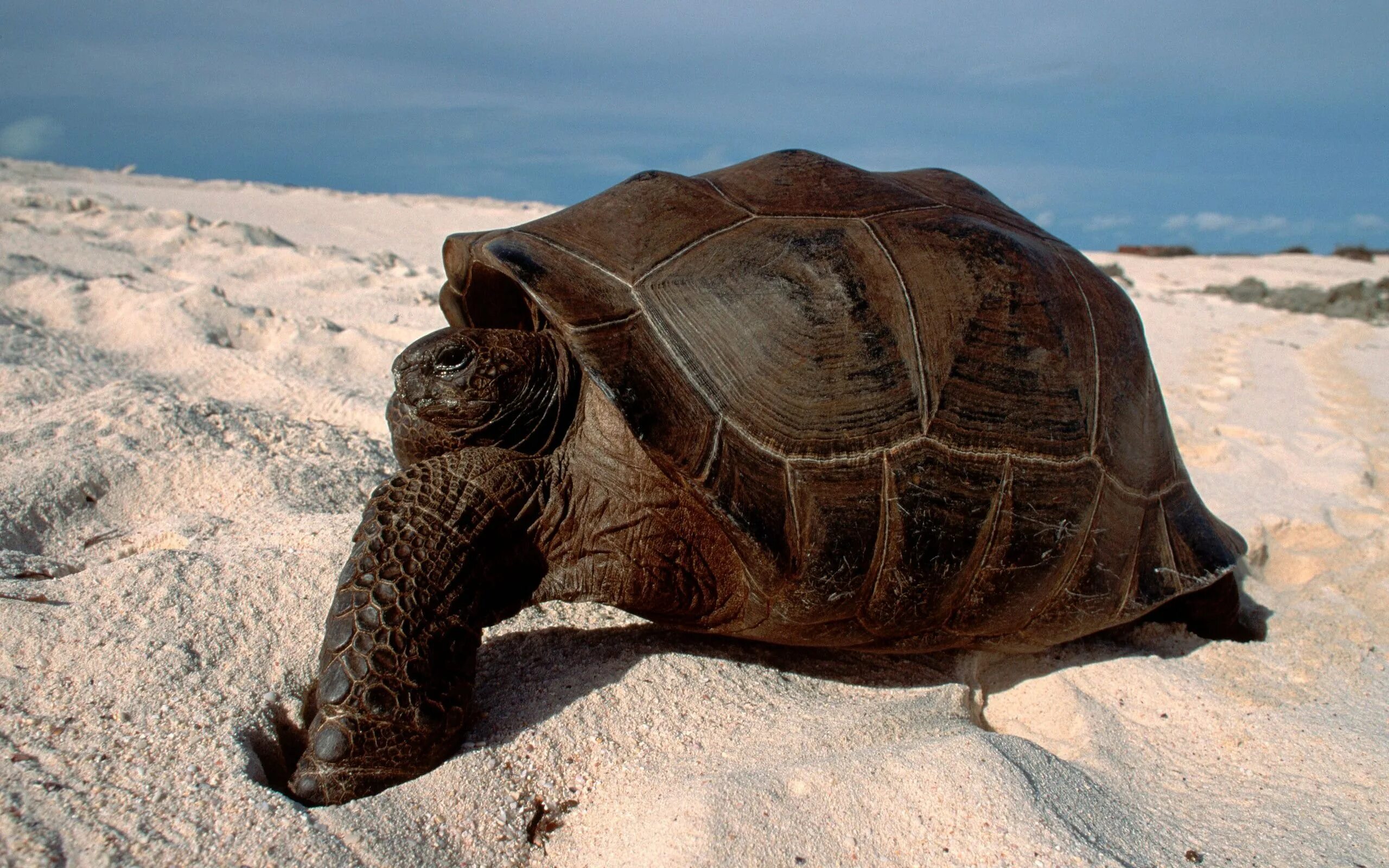 Turtle черепаха. Черепаха. Пустынная черепаха. Морская черепаха. Черепаха картинка.