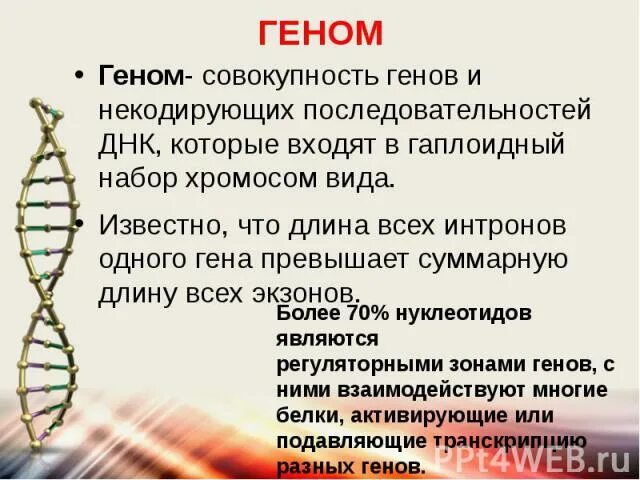 Геном краткое содержание. Геном. геном это в биологии. гены это в биологии. ген это в биологии.