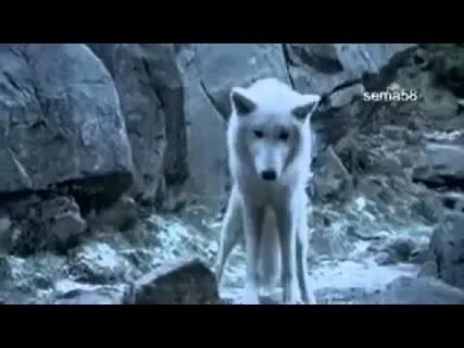 200 волк трейлер на русском
