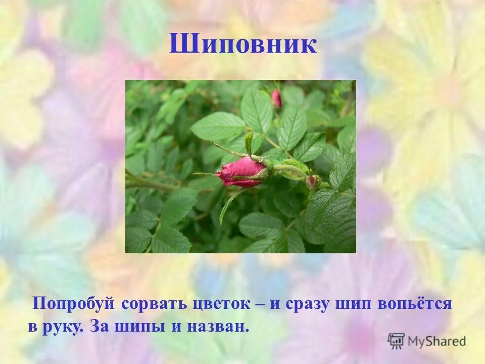 почему окружающий мир так назвали. проект почему их так называют. почему птицы так называются. почему они так называются. почему это так называется 2 класс.