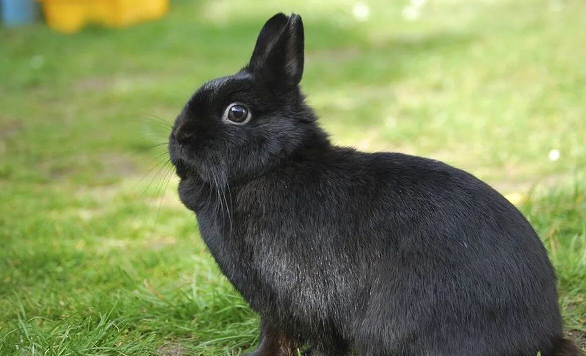 Черный кролик на английском. Нидерландский карликовый кролик. Нидерландский карликовый кролик черный. Кролик нидерландский Дварф. Новозеландский кролик черный.