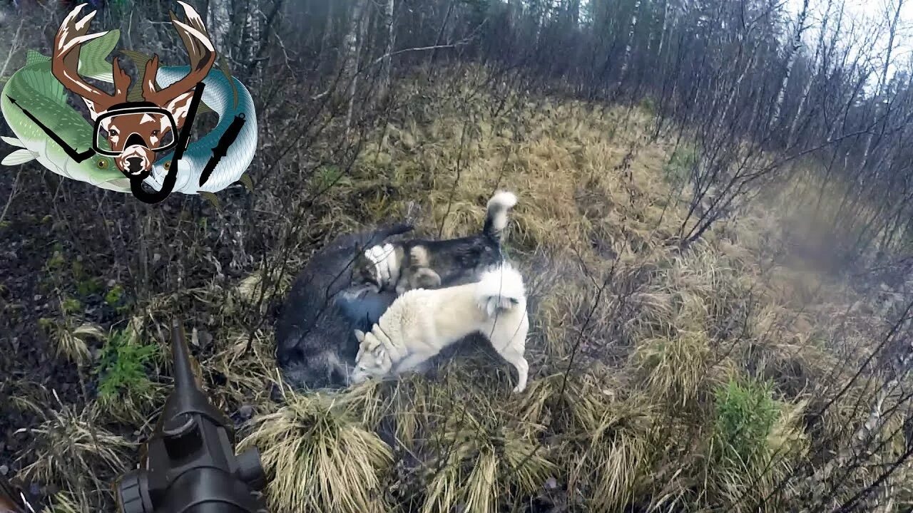 Медведь загрыз охотника. Кабан напал на человека охотника. Олень нападает на человека. Напал на охоте. Леопард охотится на антилопу.