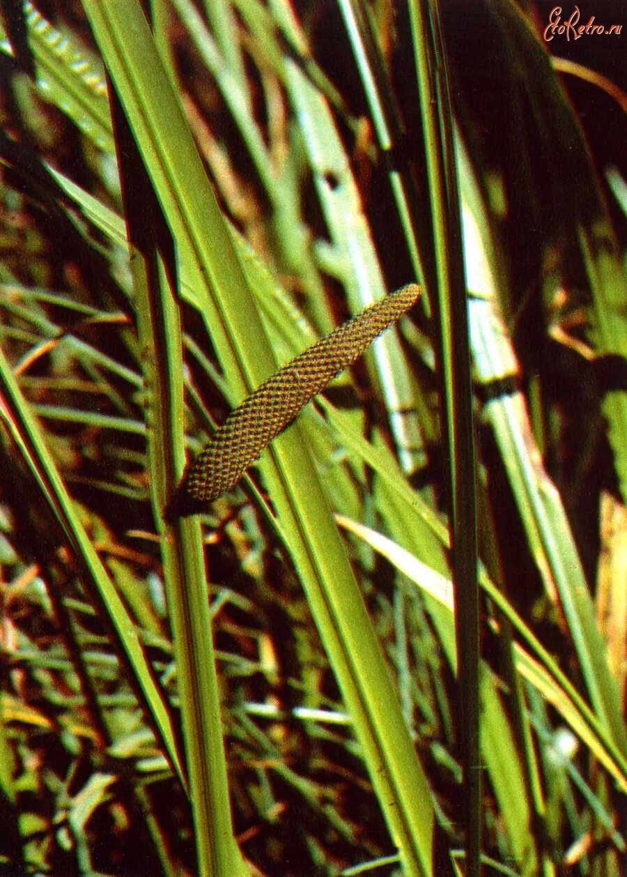 АИР обыкновенный - Acorus Calamus. АИР болотный (Acorus Calamus). АИР обыкновенный болотный. АИР обыкновенный соцветие.