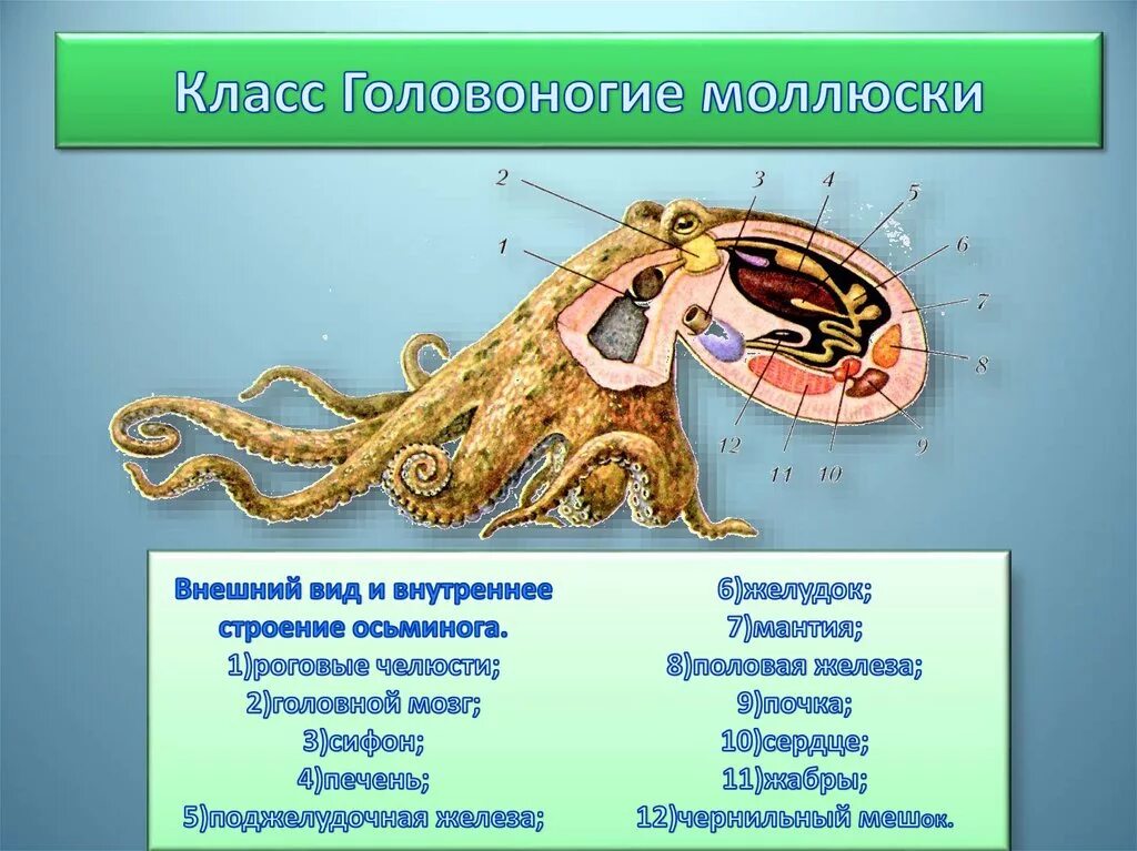 Какова роль головоногих в природе и жизни: найдено 87 картинок