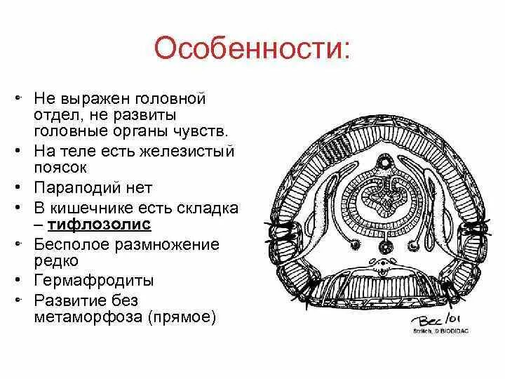 Органы чувств кольчатых червей. Полость тела кольчатых. Первичная полость тела у кольчатых червей. Поясок у кольчатых червей. Тип полости тела у животных