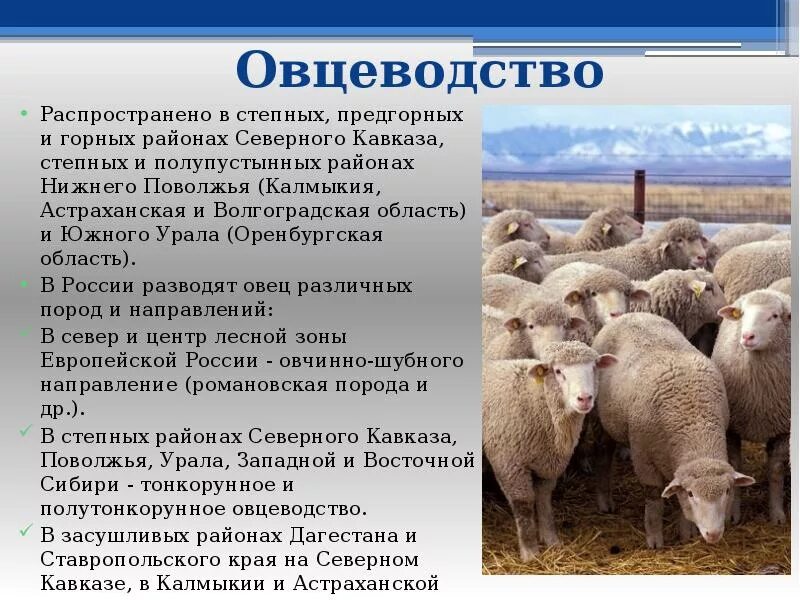 Северный кавказ специализируется на выращивании. Овцеводство доклад. Овцеводство отрасль животноводства. Животноводство овцы. Овцеводство в России.